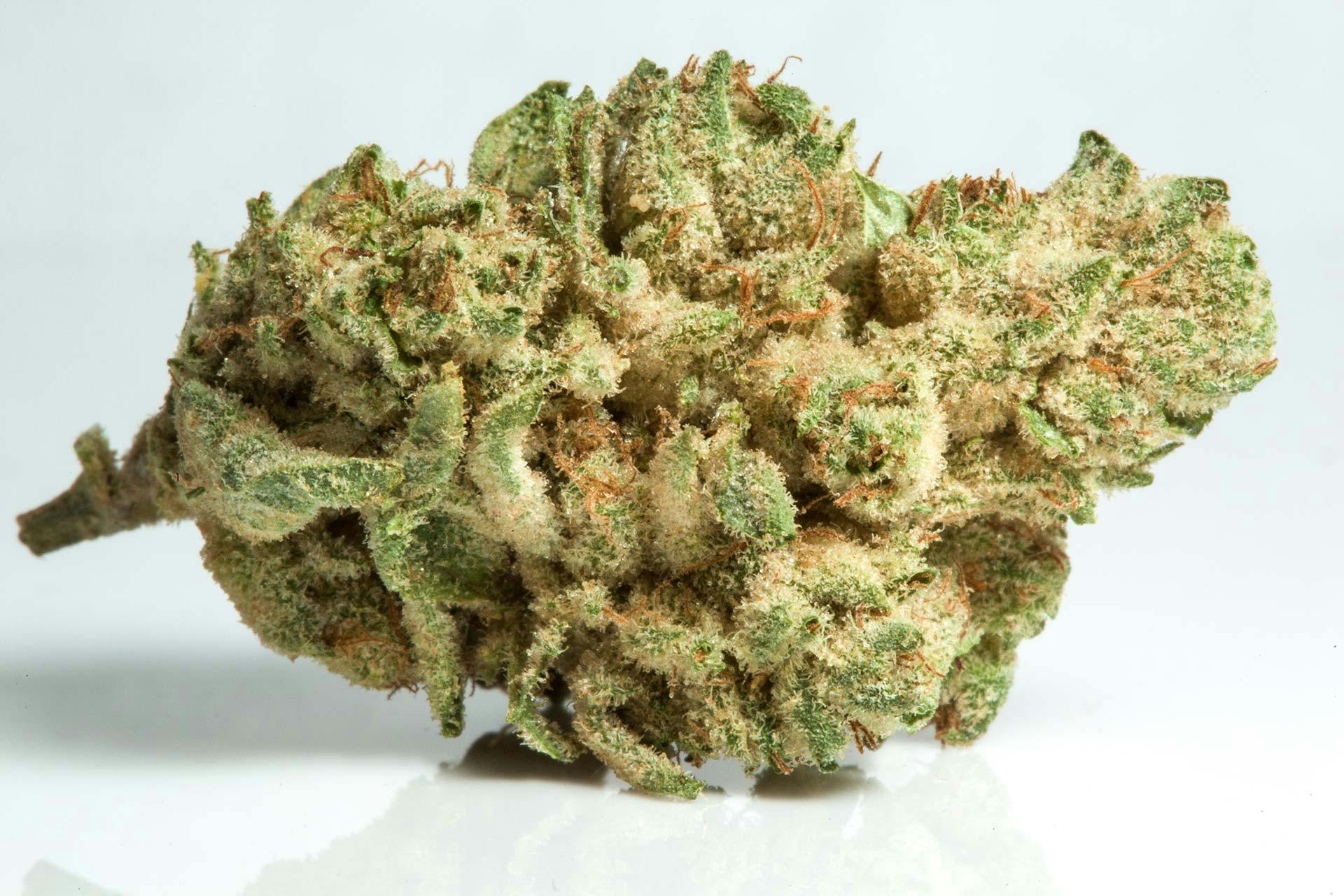 Gorilla Glue Strain A Potent Encounter with Bold Flavor Smooth Smoke and  Relaxing Effects