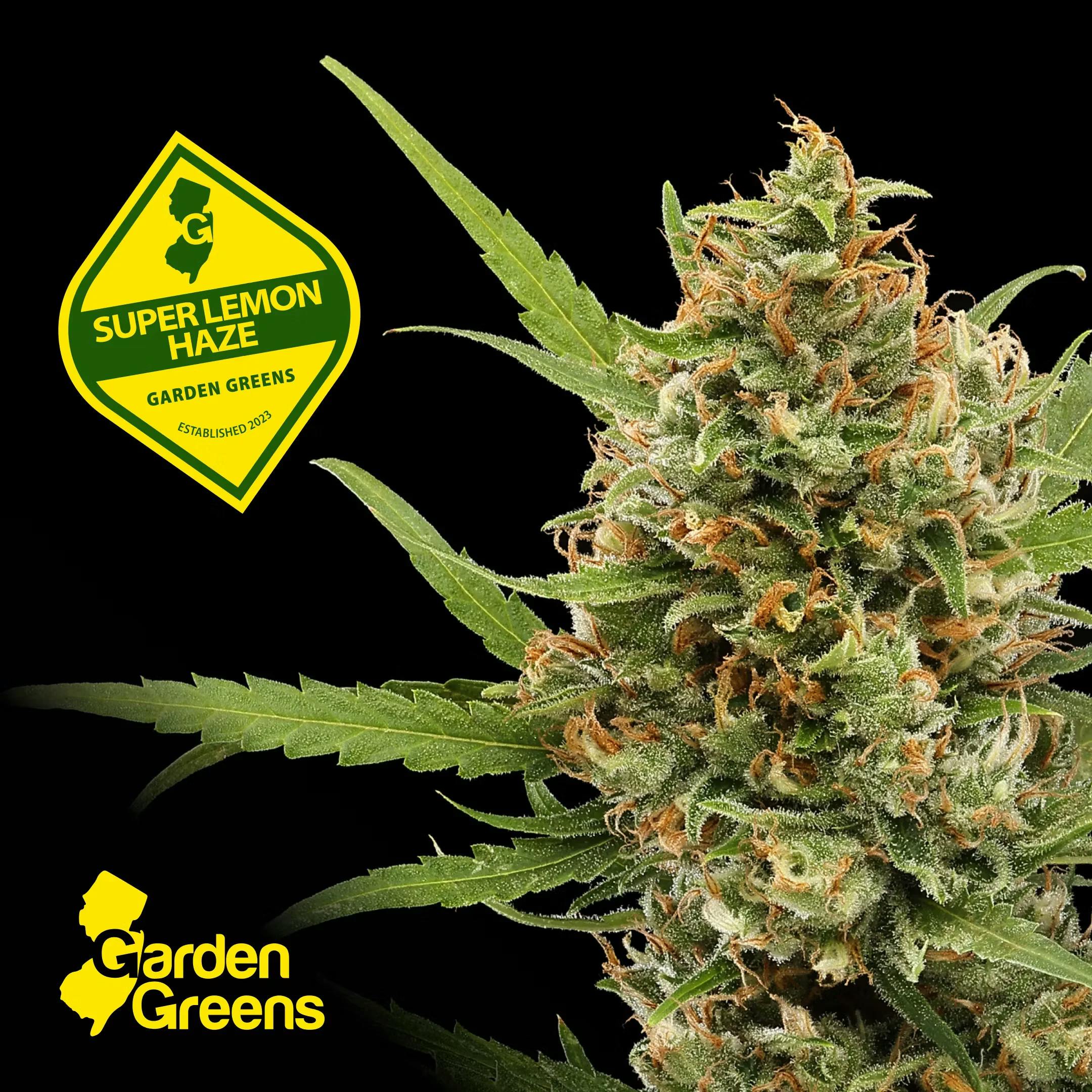 Garden Greens Super Lemon Haze Big Buds - 7g - 7g | 🌱Flower
