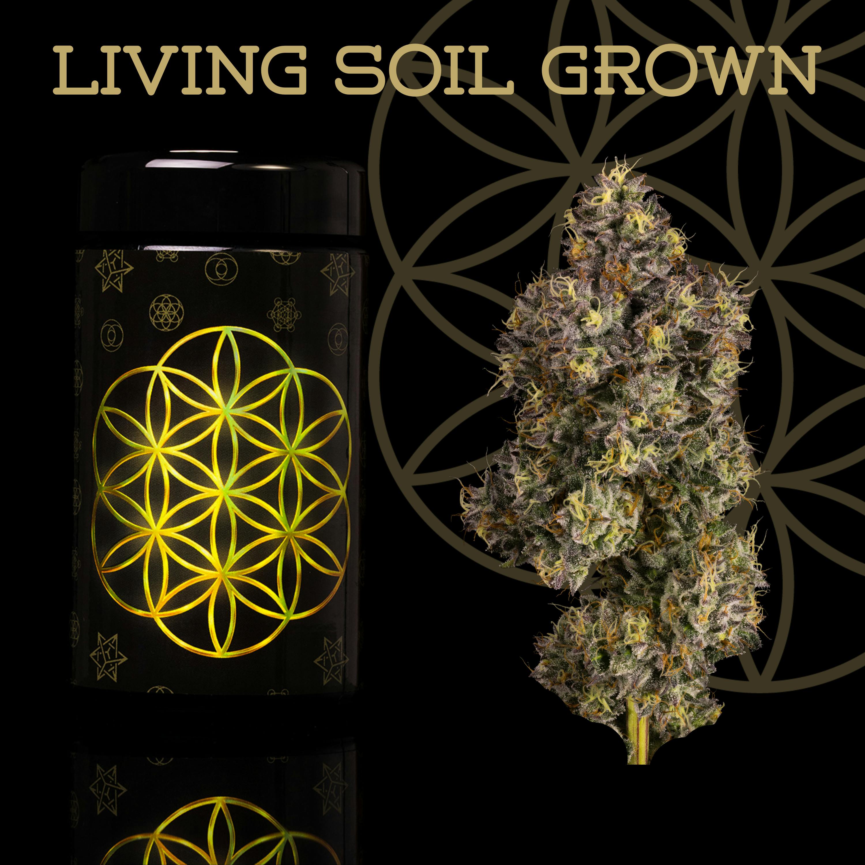 FLOWER OF LIFE – In The Pines | 1:1 THC:CBD Flower - 14g for Sale