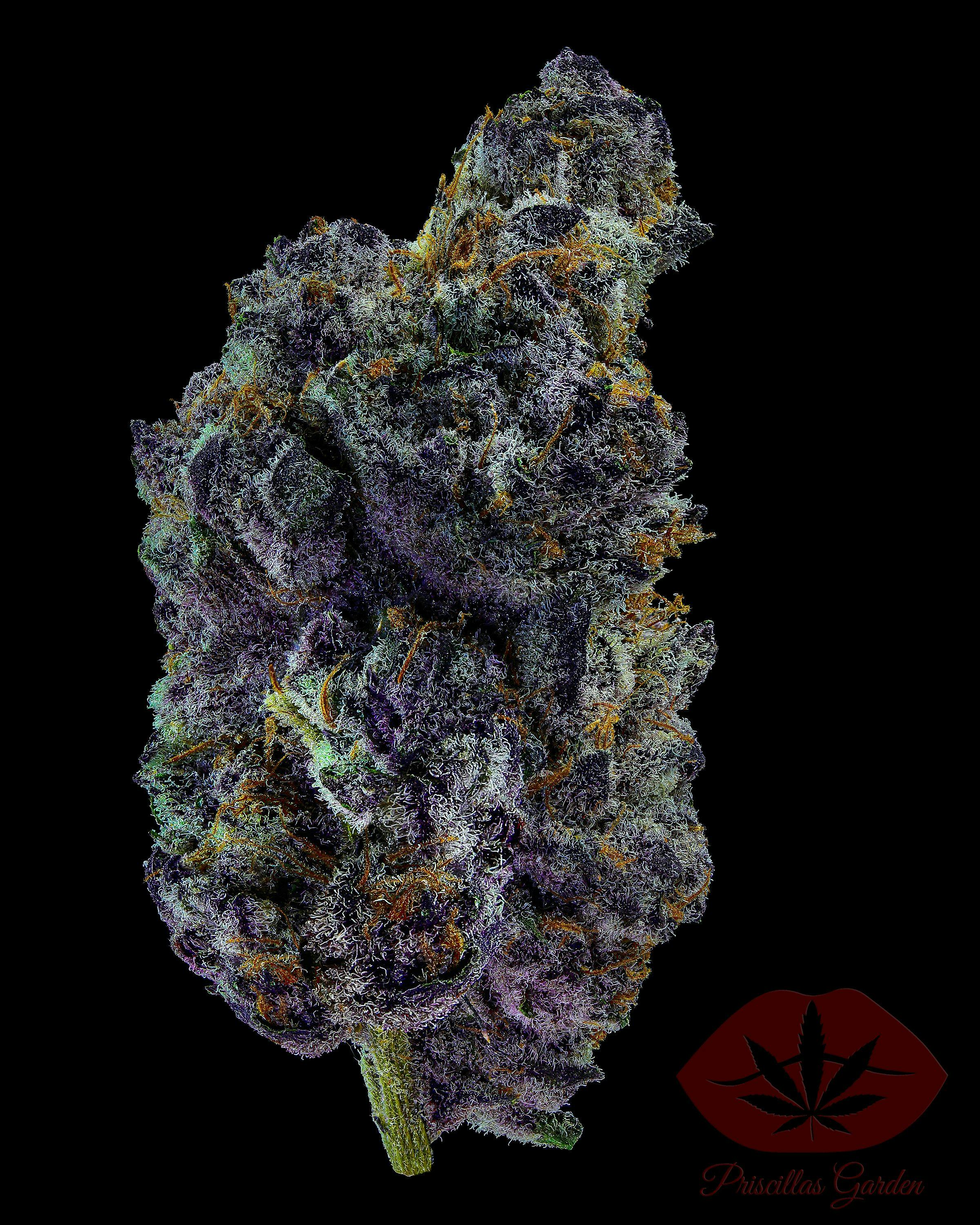 Shop Lemon Cherry Zolato | 3.5g - 3.5g at Long Island's Best