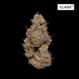 clade-9 | Premo Cannabis Company (Rec) | 2 East Front Street Keyport, NJ 07735 clade-9 | Premo Cannabis Company (Rec) | 2 East Front Street Keyport, NJ 07735