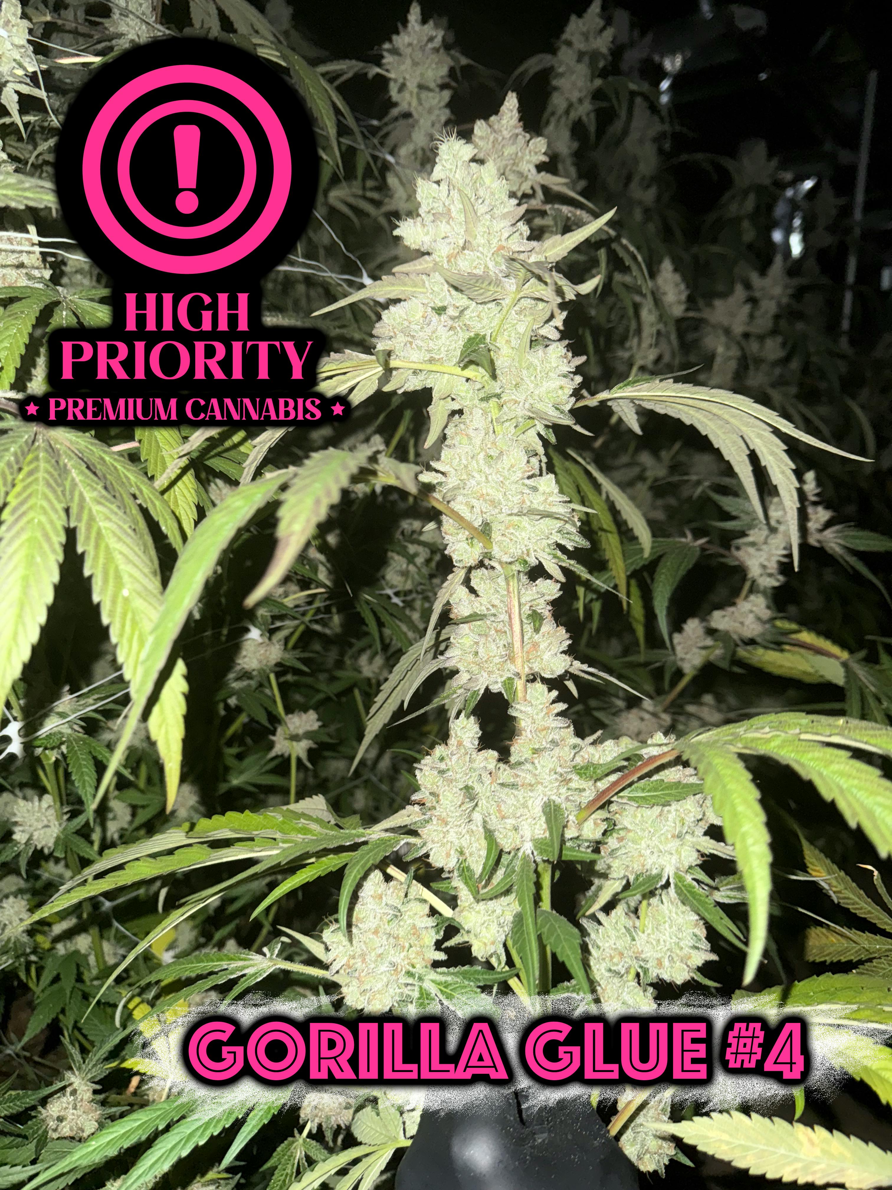 High Priority | Gorilla Glue #4 | Flower | Sativa Hybrid | 3.5g - 3.5g |  Flower | High Priority | All Good Dispensary (Rec) | 3405 Avenue H  Brooklyn, NY 11210