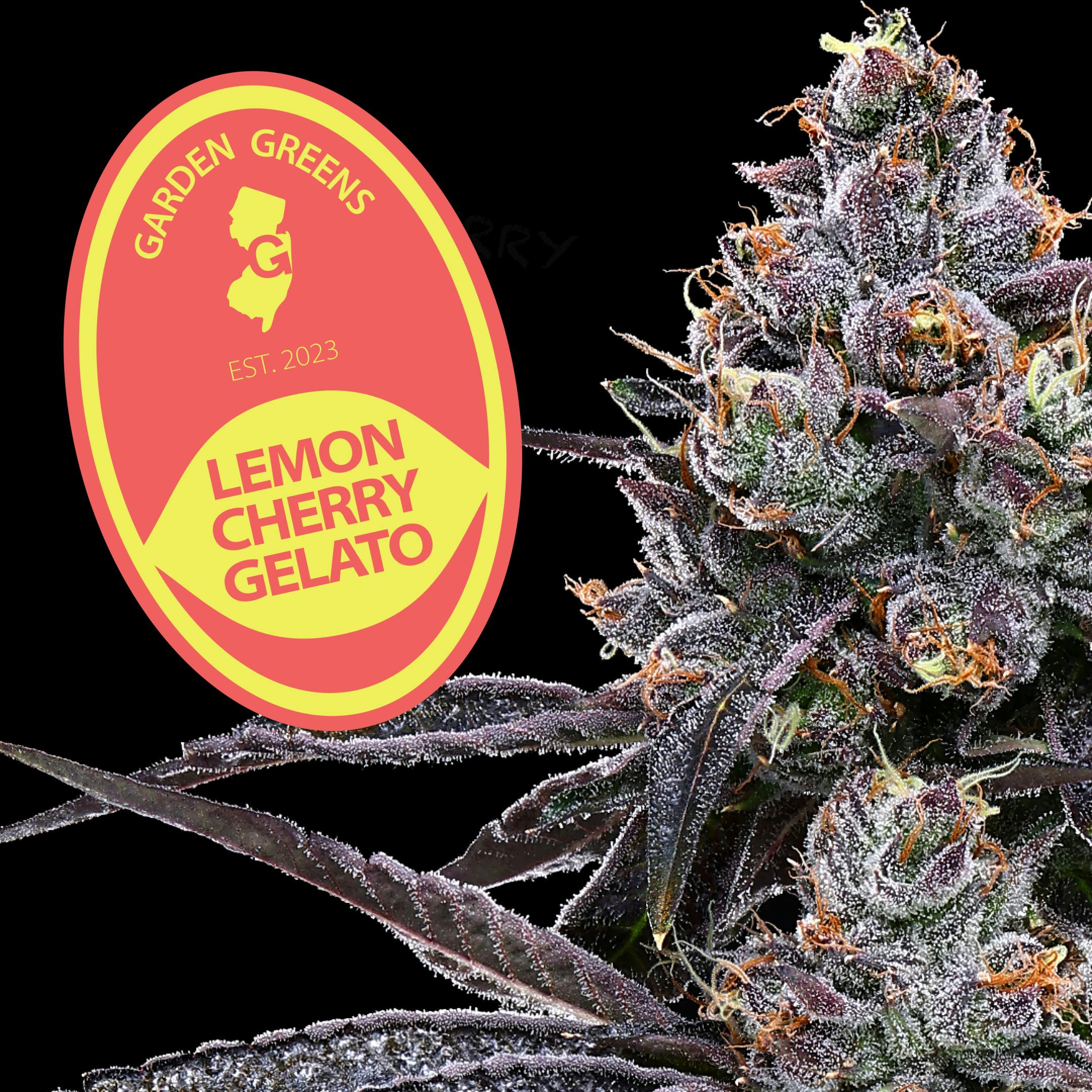 LEMON CHERRY GELATO | 7G | BIG BUDS - 7g | Flower | GARDEN