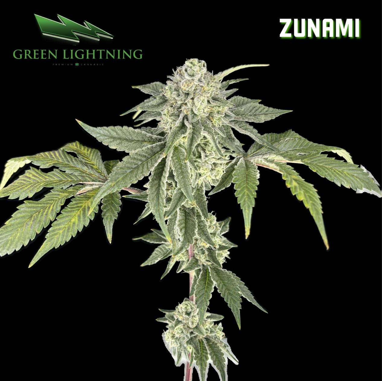 Green Lightning Zunami Flower - 3.5g - 3.5g | Flower | Green