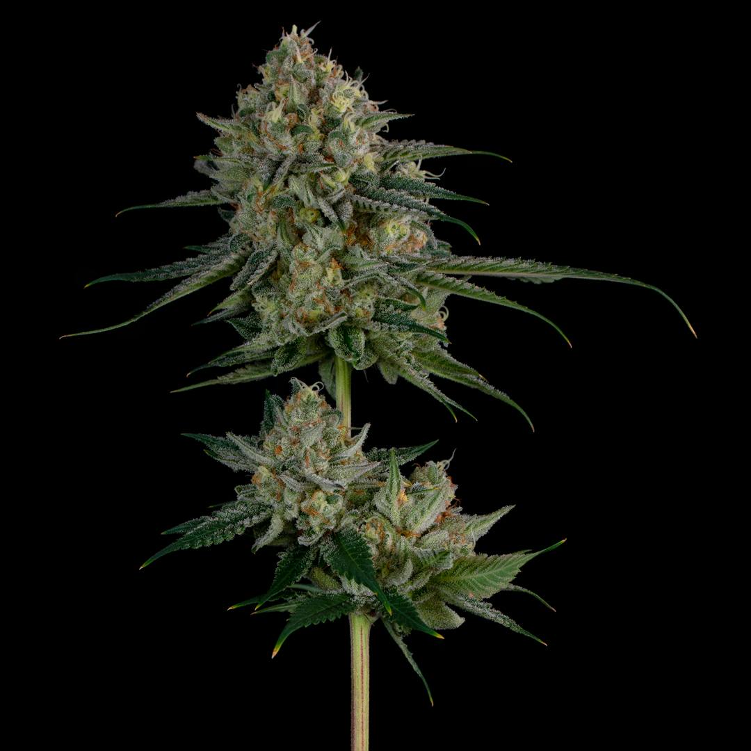 Cuban Linx 3.5g Flower CommCan CommCan Rehoboth (Rec) 150