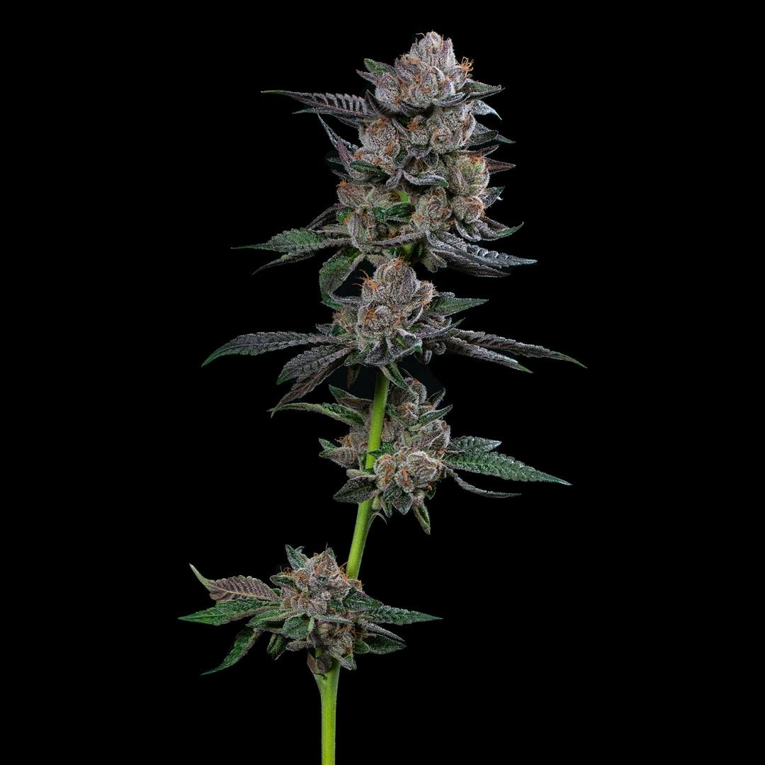 Runtz 3.5g Flower CommCan CommCan Millis (Med) 1525 Main