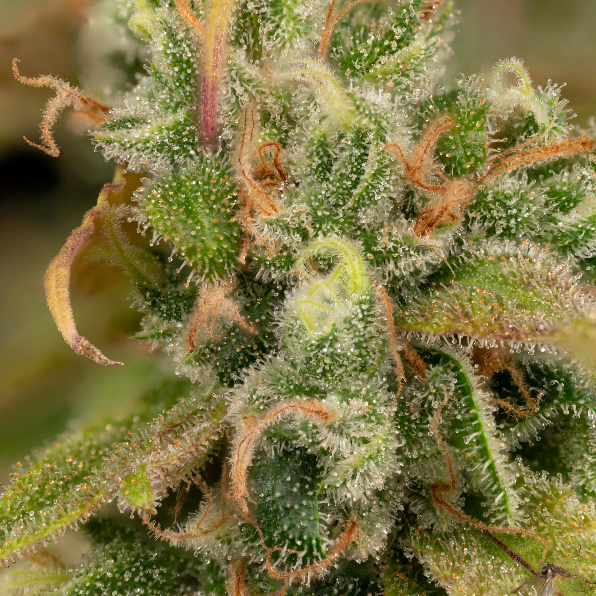 Strawberry Daze - 3.5g | All Flower | CommCan | CommCan Millis