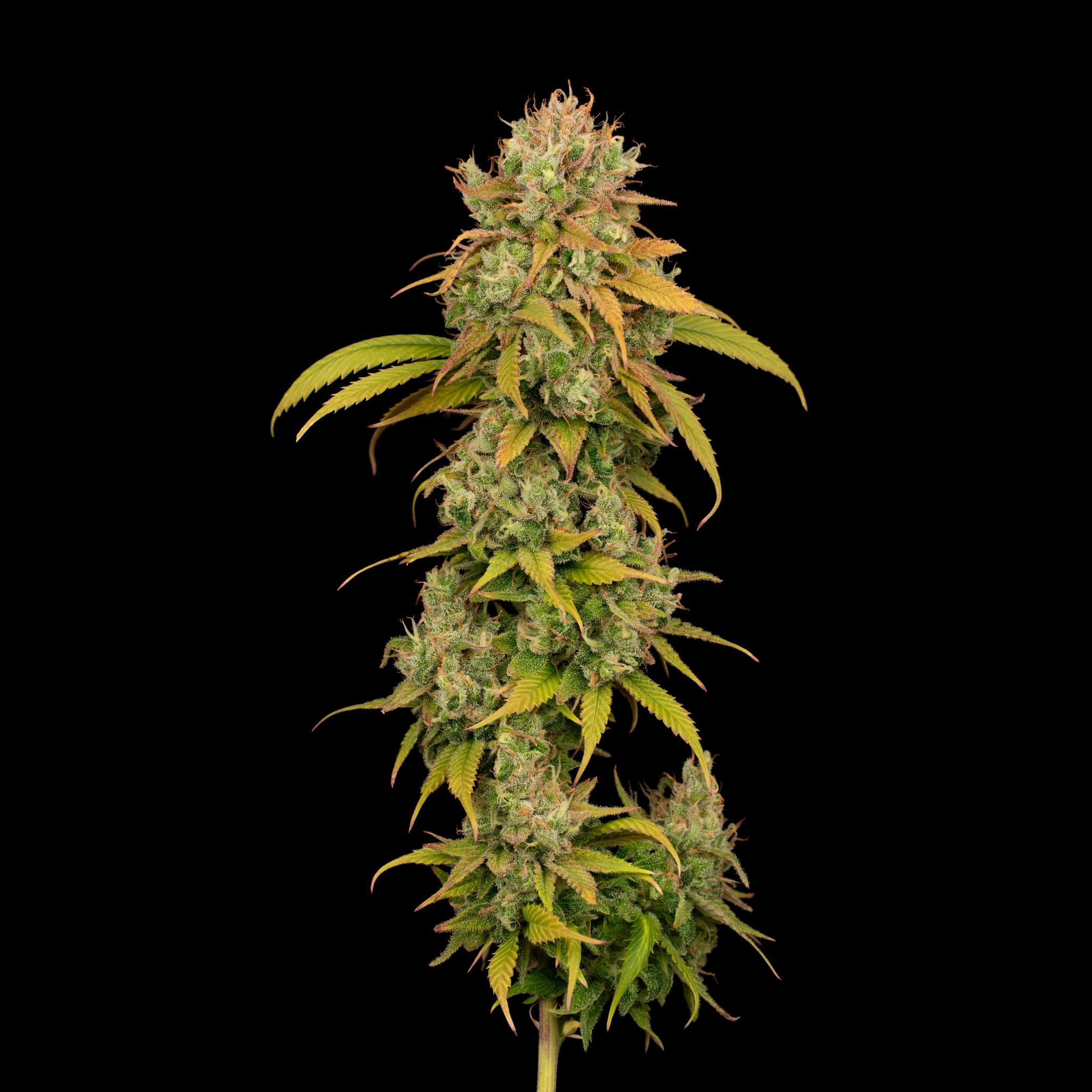 Strawberry Daze - 3.5g | All Flower | CommCan | CommCan Millis