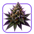 Flower icon