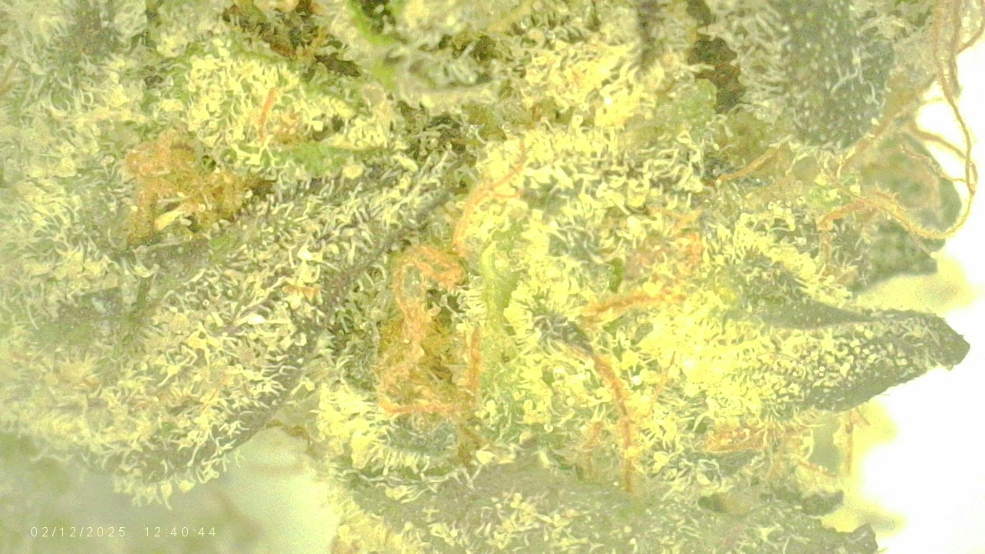 White Widow Sativa Flower 3.5g | Doobie Labs