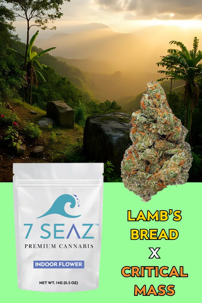 エマル7　ルルピーサマ 7Seaz -Lamb's Bread X Critical Mass (Indoor) - 14G - 14g by 7Seaz