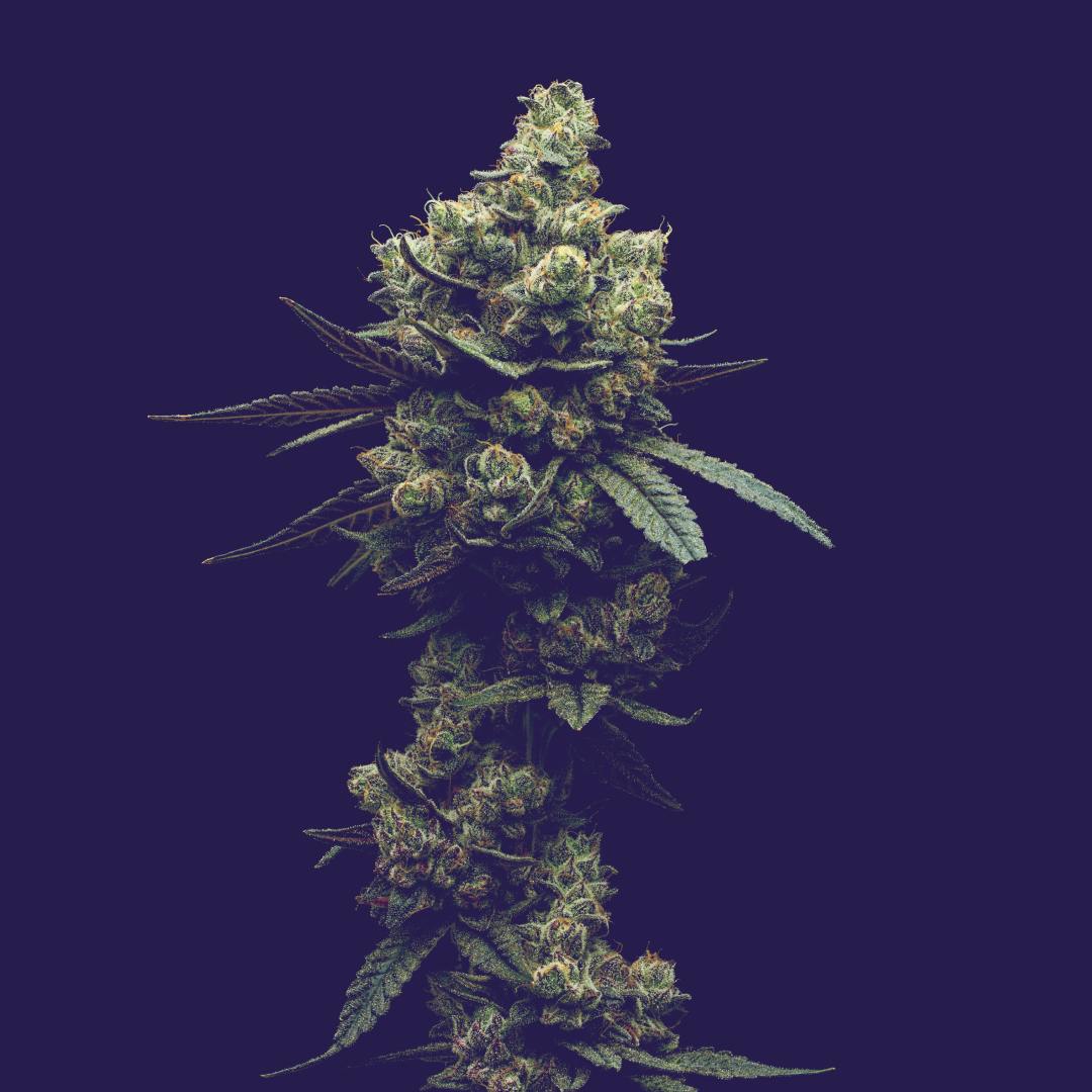 Hell Z - 3.5g - 3.5g | Flower | FULL TILT LABS | Aurum Botanics