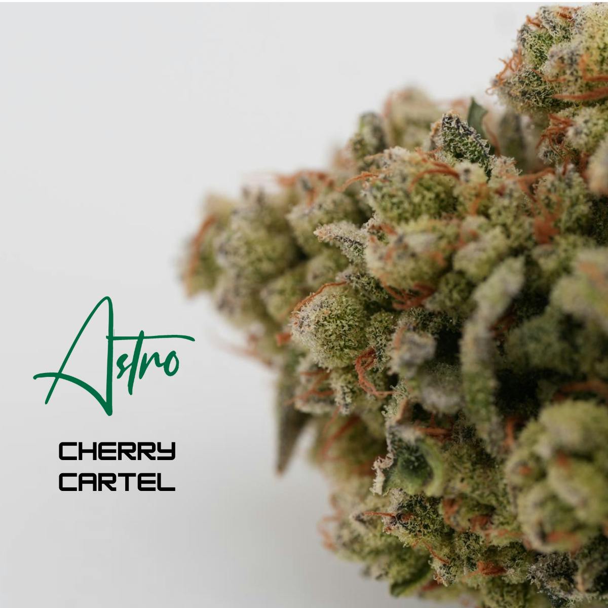 Cherry Cartel - 3.5g - 3.5g | Flower | ASTRO | Aurum Botanics (Rec