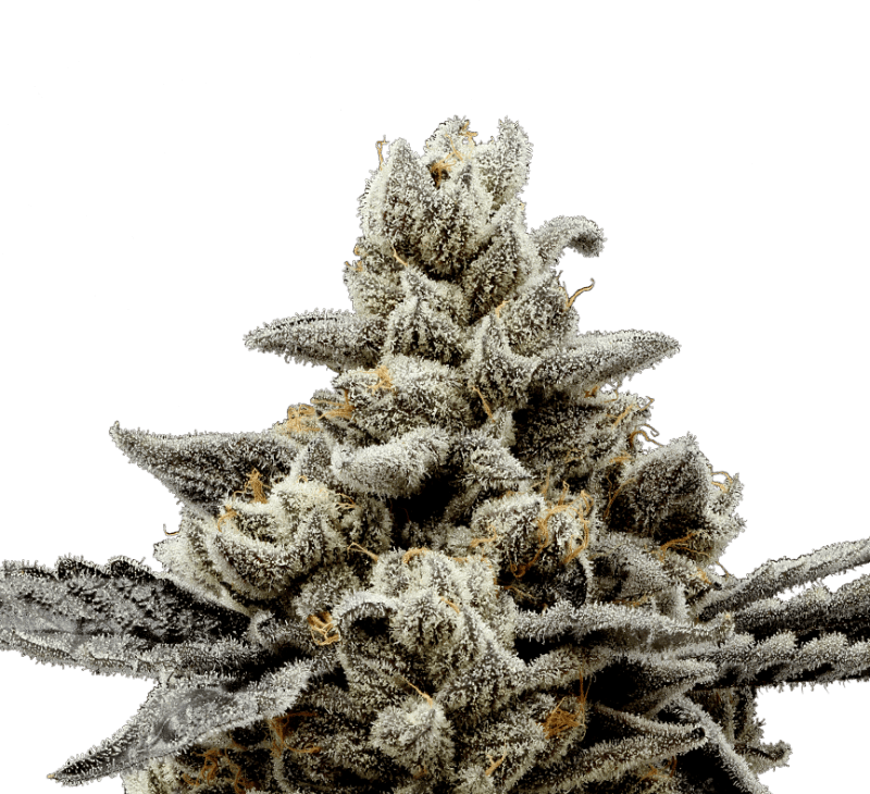 Cherry Zest #4 - 3.5g | Flower | 710 Labs | Molly Ann Farms (Rec