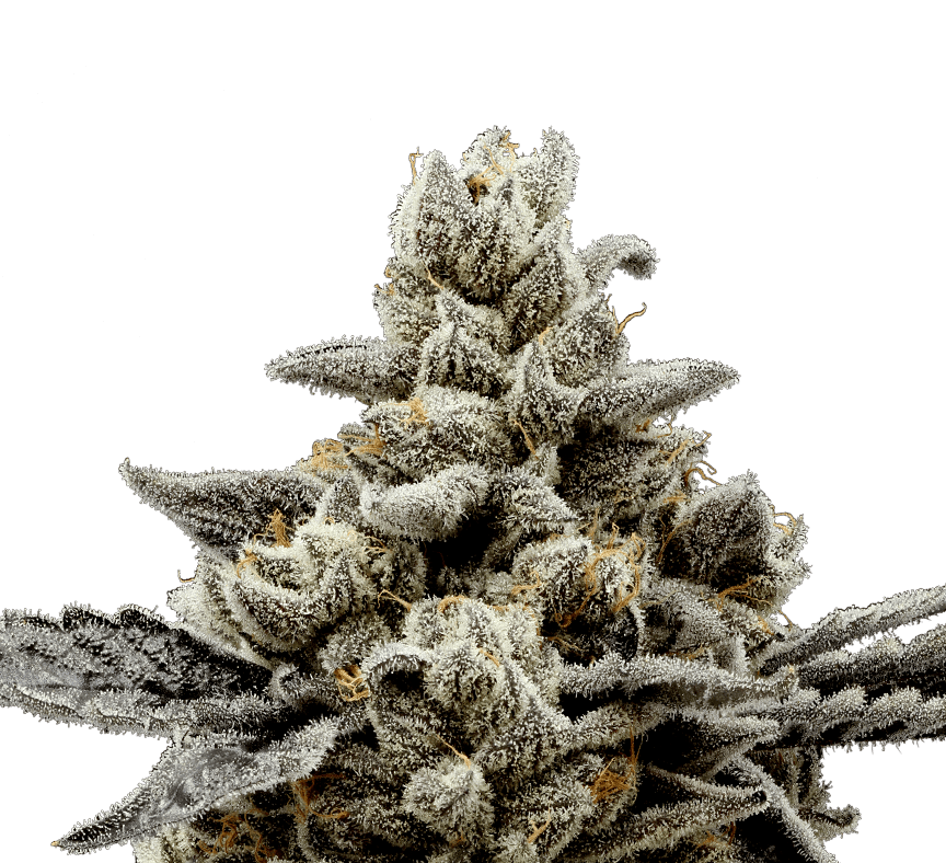 White Widow - 3.5g | Flower | Victory | Molly Ann Farms (Rec