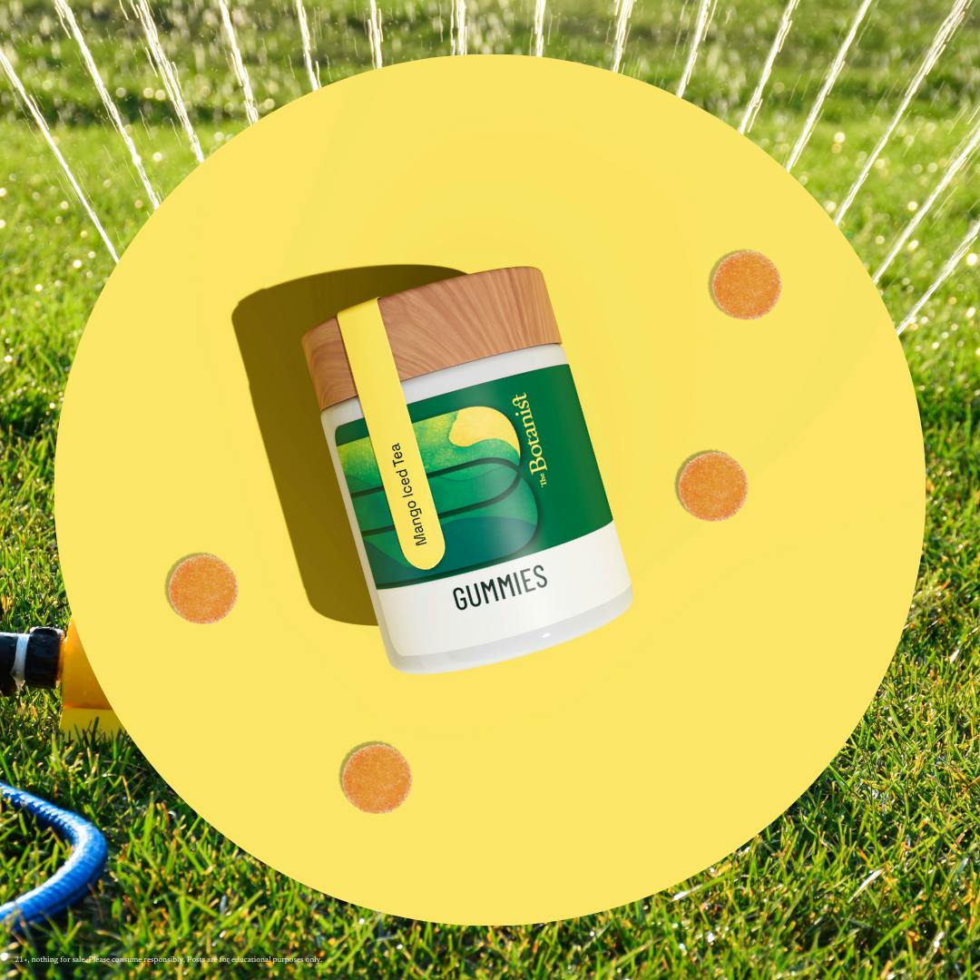 Shop medical Mango Iced Tea Gummies 10 Pack 0.1g Edibles by