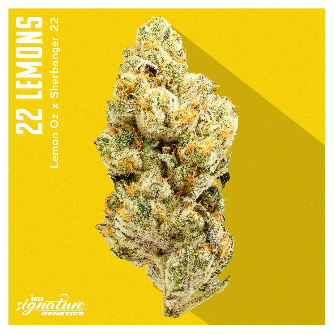 22 Lemons - 3.5g | All Flower | INSA | CommCan Mansfield (Med