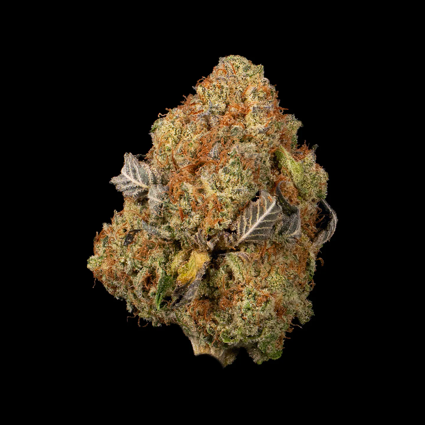 Fleur White Widow CBD denses couvertes de trichomes blancs cristallins issus de chanvre europeen